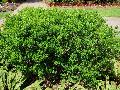 Myrtle / Myrtis communis 